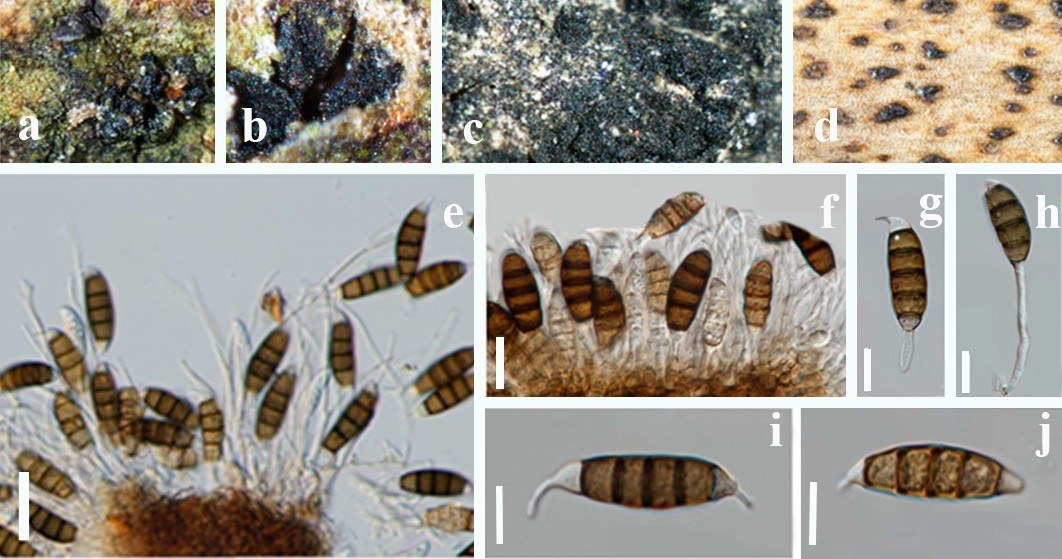 Figure 43